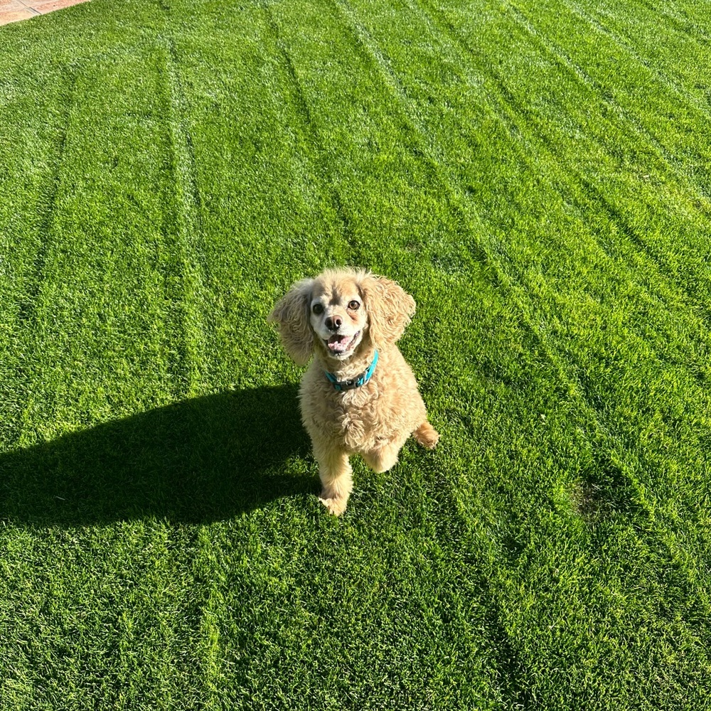 Meet your Posher, Brittni